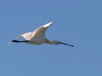 spatola in volo