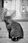 Un gattone modello in posa, adoro fotografare i gatti!