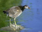 Gallinella pisana