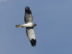 ...finalmente oggi il maschio si  avvicinato un po' pi del solito...
grazie per critiche e commenti.

Eos 1D Mk3 - Ef 300+1.4x - 1\5000 - f 6.3 - iso 640 a mano libera.