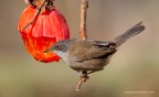 Occhiocotto (Sylvia melanocephala)