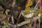 Fioraccino (Regulus ignicapillus)