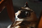 Pentax K-X DA L 18-55 
Tempo 1/100
F 2.8 
Iso 200
Focale 50mm