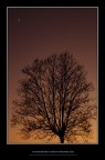 L'albero e la luna