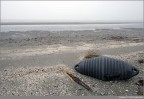 dal mio portfolio paesaggio marino/fluviale Veneto