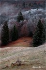 Aiuto.. il gelo s' attaccato agli Alberi!!