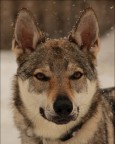Lupo