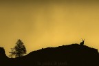 Preoccupiamoci della Natura il nostro futuro dipende da essa!

Stambecco - Capra ibex

Parco Nazionale Gran Paradiso


Foto - Troise Carmine - Washi