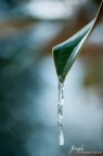 D90 + Tamron 90mm f/2.5