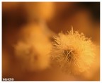 Mimosa