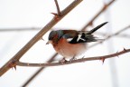 NIKON D3000
f/5.6
1/250 sec.
ISO 400
270mm
esposizione +1