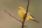 ZIGOLO GIALLO