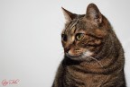 Il felino!