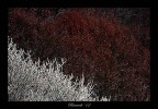 Bianco su Rosso