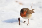 Tra la neve