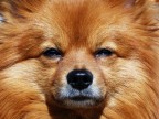 sguardo da cane