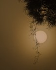 Controluce e nebbia