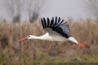 Nikon d90
Nikkor 70-300@300 
f/5.6 1/1600 ISO 400