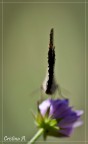 1/1600 sec
f/4.5
ISO 160
lunghezza focale 150 mm