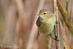 Lui piccolo (Phylloscopus collybita)