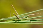 Acrida ungarica