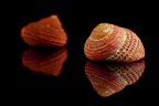 conchiglie 1270