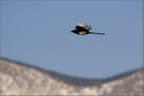 In Volo