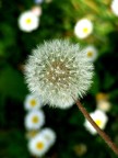 Fujifilm FinePix S5600
Lunghezza focale: 63mm
F: 5
T: 1/800 s