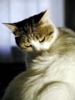 il mio gatto