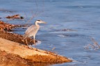 Nikon D300s,Nikon AF-S 70-300mm f/4.5-5.6 G ED VR, f8,1/500s,iso 400 mano libera
Uno scatto fresco fresco, ieri pomeriggio ho fatto un giro sull'idrovia e l'ho visto, inseguito per pi di 2 ore, appostata dietro gli alberi per non farmi vedere e messa a gattoni per poterlo fotografare, purtoppo il 70-300 era corto per poterlo riprendere pi da vicino, per  stato bellissimo vederlo mentre pescava 
[url=http://img855.imageshack.us/img855/8...necinerino.jpg] foto in alta risoluzione [/url]