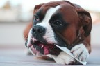 boxer