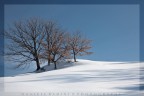 ,,collinetta....