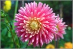 Il colore dei fiori.
Diapositiva del 1983.
Album: Vecchi ricordi.