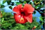 Il colore dei fiori.
Diapositiva del 1983.
Album: Vecchi ricordi.