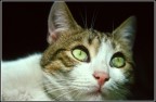 Animali domestici.
Diapositiva del 1981.
Album: Vecchi ricordi.