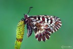 Zerynthia polyxena (Denis &amp; Schifferm&amp;#65533