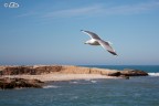 In volo