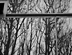 la foresta di vetro