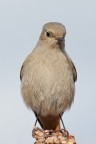 Codirossa vanitosa