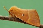 Lasiocampa quercus