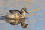 Tuffetto(Tachybaptus ruficollis)