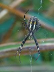 ....wet spider..