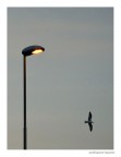 volo