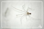 [macro] ragnetto