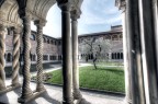 Un ulivo nel chiostro di S.Giovanni in Laterano in Roma.