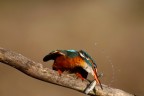 pescicidio