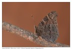 Su al NORD: 1 Macro 2012