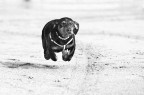 superdog