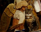 the angels cat