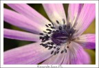 fiore